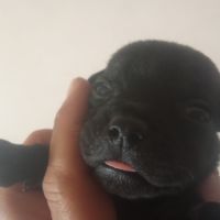 Magnifiques chiots lof staffy a réserver #7