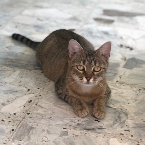Cocotte, jeune chatte à l'adoption #1