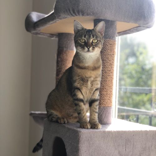 Cocotte, jeune chatte à l'adoption #0