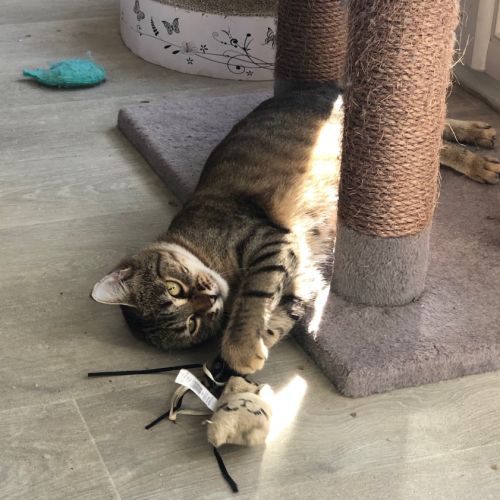 Cocotte, jeune chatte à l'adoption #3