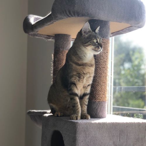 Cocotte, jeune chatte à l'adoption #4