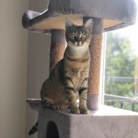 Cocotte, jeune chatte à l'adoption