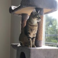 Cocotte, jeune chatte à l'adoption #4