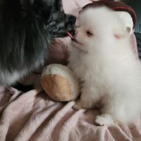 Spitz nain #3
