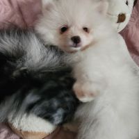 Spitz nain #4