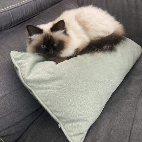 2 femelles adultes sacré de birmanie loof #2