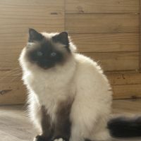2 femelles adultes sacré de birmanie loof #0