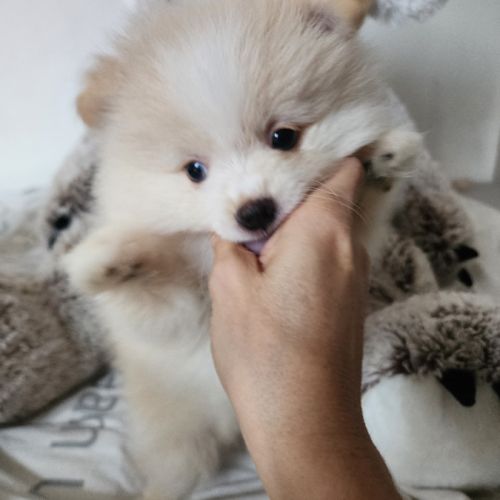 Spitz nain #2
