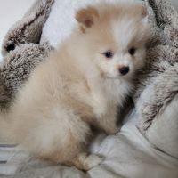 Spitz nain #1