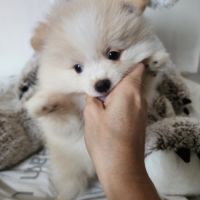 Spitz nain #2