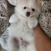 Spitz nain #3