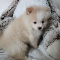 Spitz nain #1