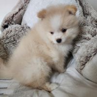 Spitz nain #2