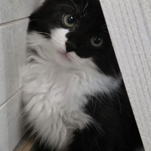 Paillette-adoption en cours #2