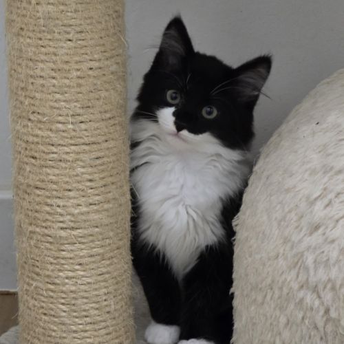 Paillette-adoption en cours #0