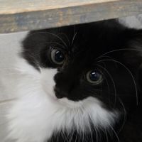 Paillette-adoption en cours #1