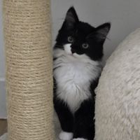 Paillette-adoption en cours