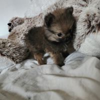 Spitz nain #1