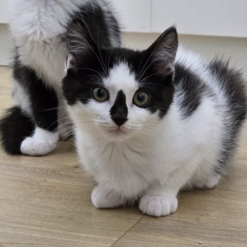 Panda-adoption en cours #1