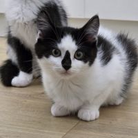 Panda-adoption en cours #1