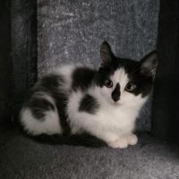 Panda-adoption en cours #3