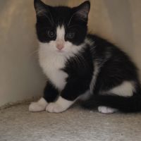 Pongo-adoption en cours #1