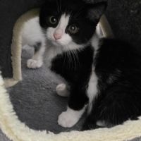 Pongo-adoption en cours #3