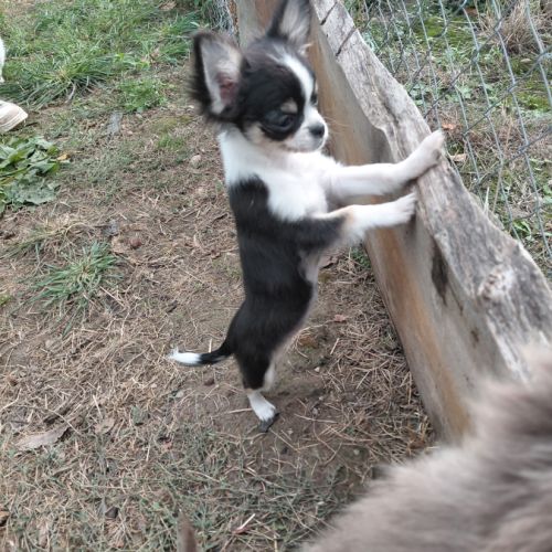 Femelle chihuahua #3