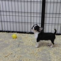 Femelle chihuahua #1