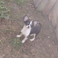 Femelle chihuahua