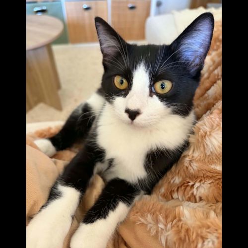 Morpheus, adorable chaton à l'adoption #0