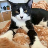 Morpheus, adorable chaton à l'adoption #2