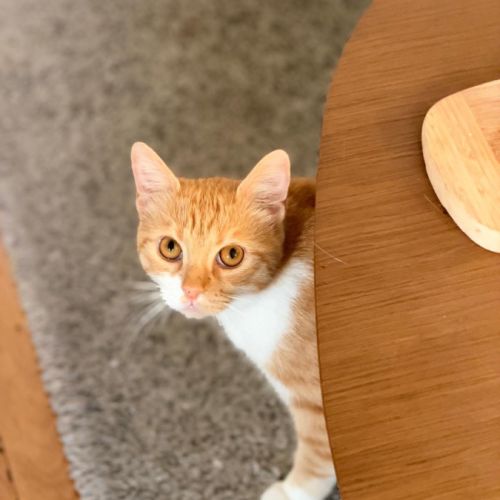 Harry un super compagnon à 4 pattes #2
