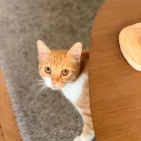 Harry un super compagnon à 4 pattes #2
