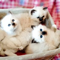 Chatons sacré de birmanie loof