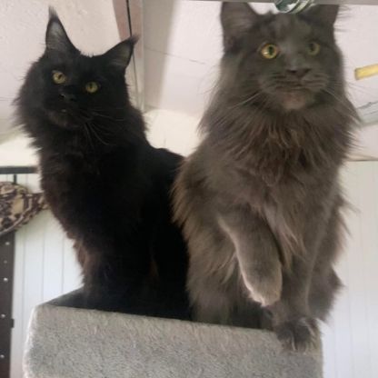 Maine coon, black smoke entière #0