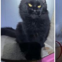 Maine coon, black smoke entière