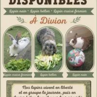 Lapin nain lapin bélier. lapin fermier