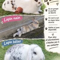 Lapin nain lapin bélier. lapin fermier #2