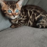 Chaton bengal #1