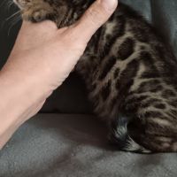 Chaton bengal #2