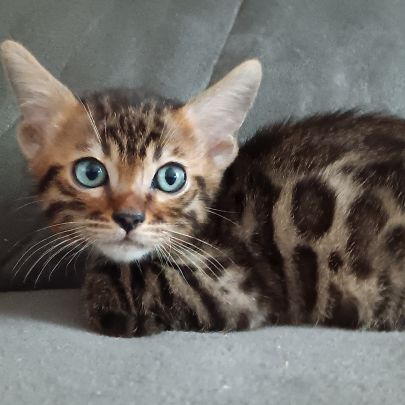 Chaton bengal #4