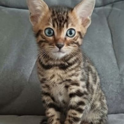 Chaton bengal #0