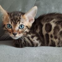 Chaton bengal #3