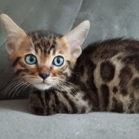 Chaton bengal #4