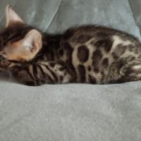 Chaton bengal #5