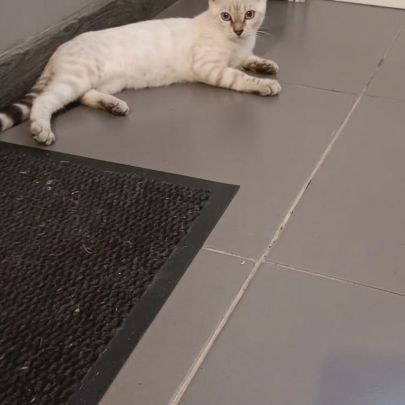 Chaton bengal #1