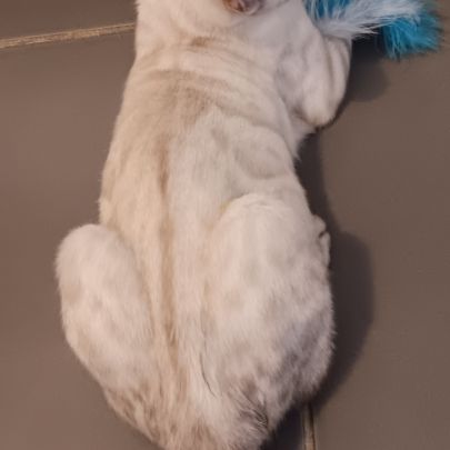Chaton bengal #6