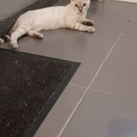 Chaton bengal #1
