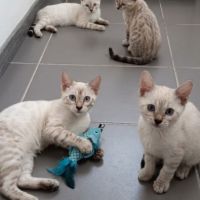 Chaton bengal